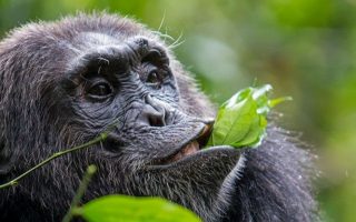 5 Days Kibale Chimpanzee and Semuliki National Park Safari