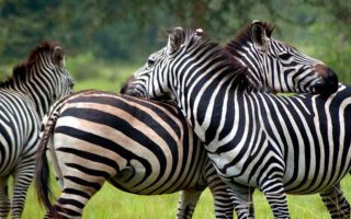 5 Days Lake Mburo and Bwindi Gorilla Trekking Safari