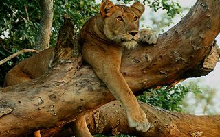 7 Days Queen Elizabeth, Kibale Chimpanzee & Bwindi Gorilla Safari
