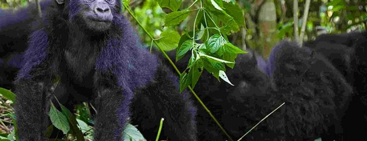 7 Days Uganda Double Gorilla Trekking Safari