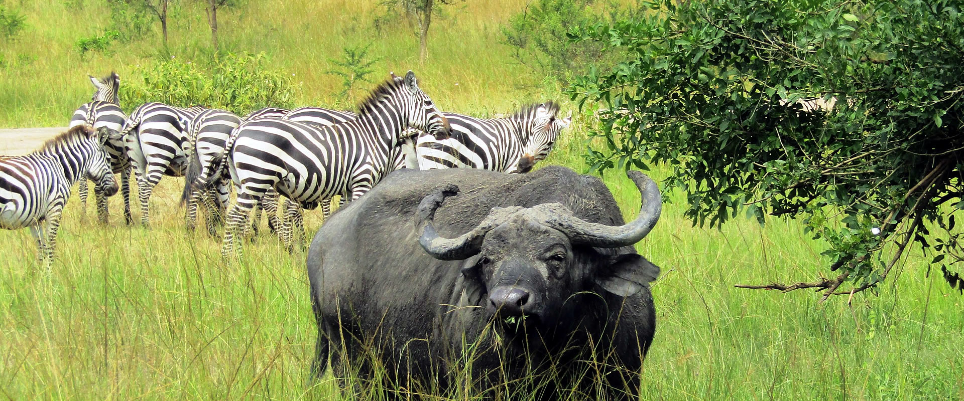 5 Days Lake Mburo Wildlife Safari Uganda Wildlife Safaris