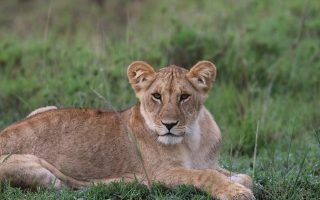 10 Days Best of Uganda Safari Tour