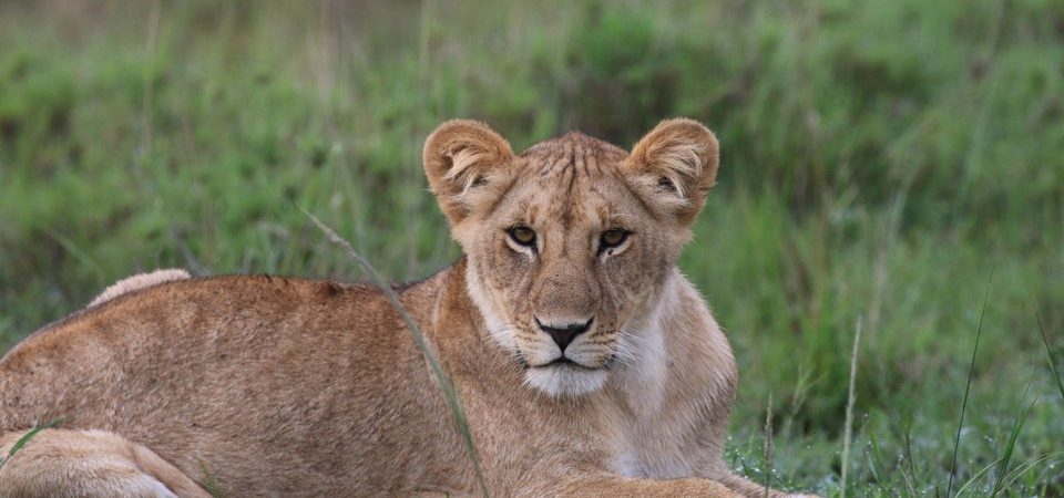10 Days Best of Uganda Safari Tour