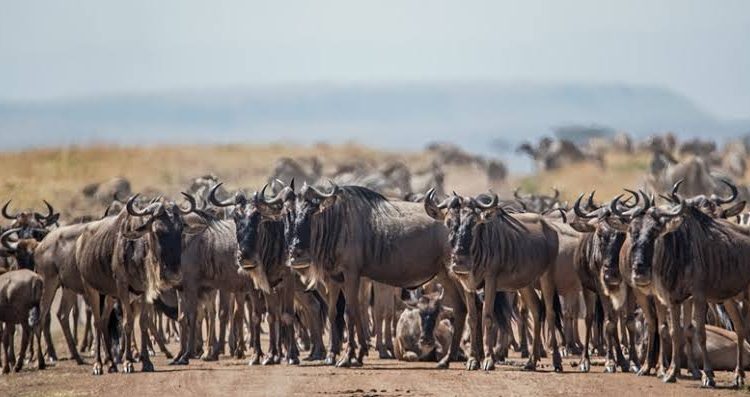 4 Days Fly-in Masai Mara Wildlife Safari