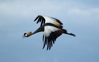 5 Days Queen Elizabeth Wildlife & Birding Tour