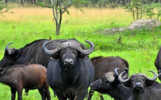 7 Days Lake Mburo, Bwindi Gorillas, and Volcanoes National Park Safari