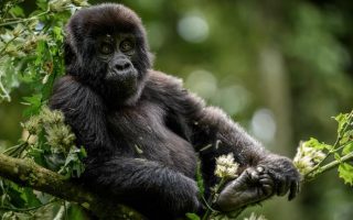 8 Days Uganda Adventure Safari