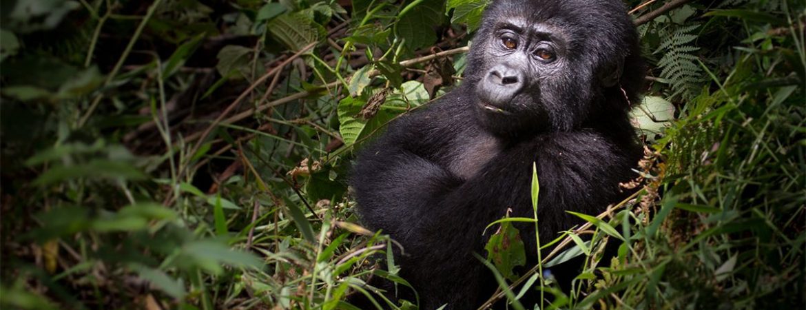 Uganda Gorilla Permits for 2021 to 2022