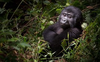 Uganda Gorilla Permits for 2021 to 2022