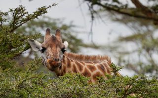 16 Days Uganda Wildlife & Cultural Safari