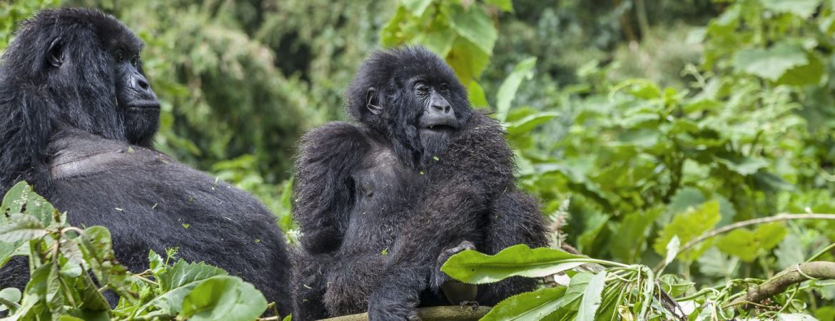 5 Days Uganda Primates Safari from Kigali