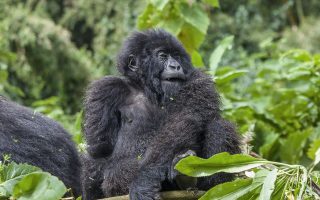 5 Days Uganda Primates Safari from Kigali