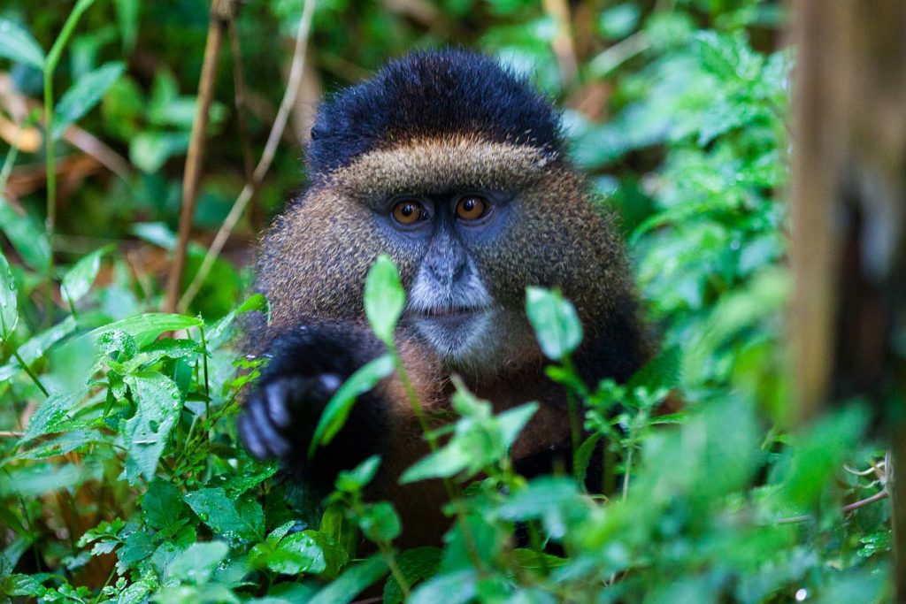 5 Days Rwanda Gorilla & Golden Monkey Trekking Tour