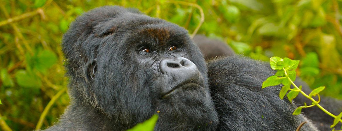 5 Days Rwanda Gorilla & Golden Monkey Trekking Tour