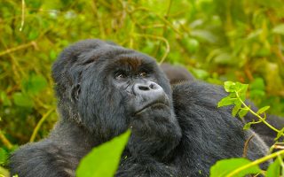 5 Days Rwanda Gorilla & Golden Monkey Trekking Tour