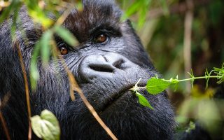 8 Days Best of Uganda Safari