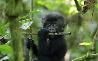 Discounted Uganda Gorilla Trekking Permits 2020/2021