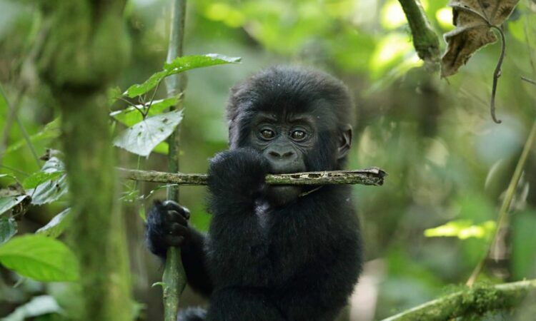 Discounted Uganda Gorilla Trekking Permits 2020/2021