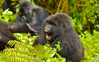 Top 8 Must Visit Places in Uganda 2021