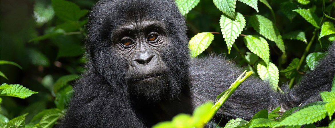Uganda Budget Gorilla Trekking Safari from Kigali
