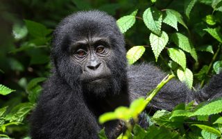 Uganda Budget Gorilla Trekking Safari from Kigali