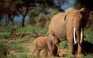 2 Days Tarangire National Park Safari