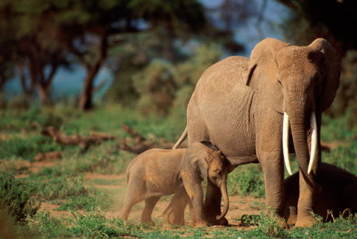 2 Days Tarangire National Park Safari