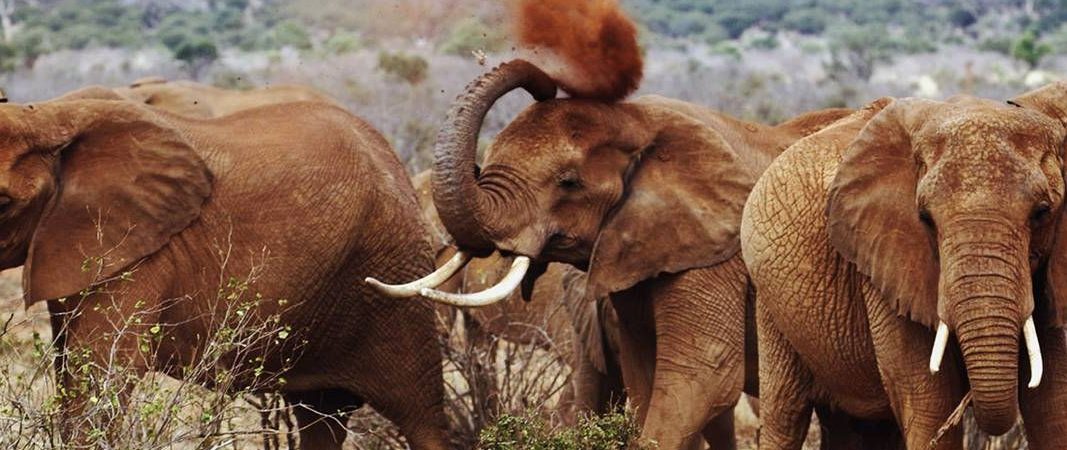 2 Days Tsavo East Wildlife Safari