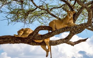 3 Days Ngorongoro Crater and Lake Manyara Wildlife Safari