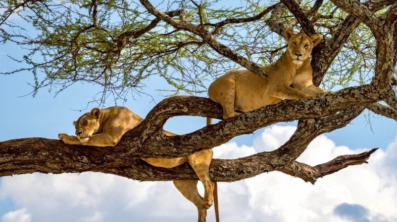 3 Days Ngorongoro Crater and Lake Manyara Wildlife Safari