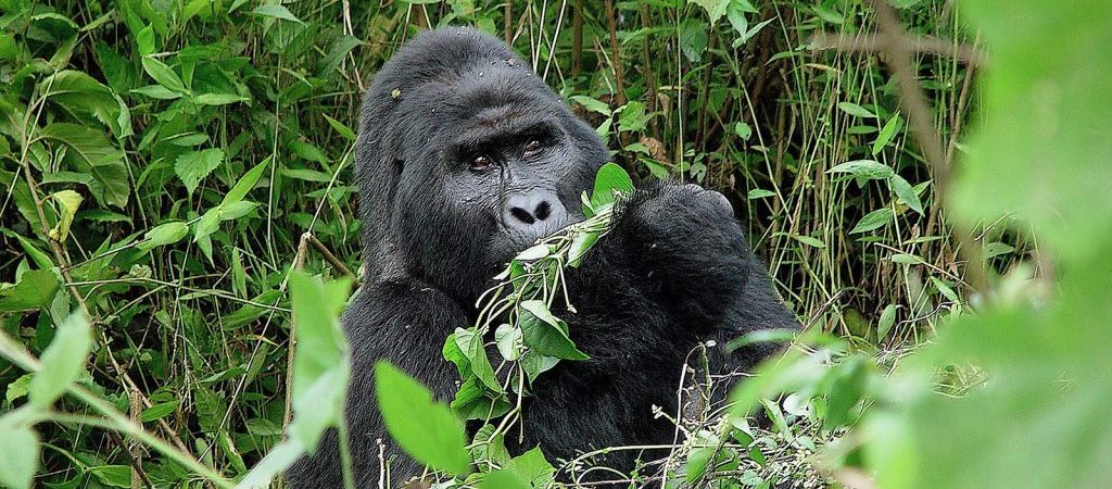 4 Days Bwindi Gorillas & Lake Mburo Wildlife Safari