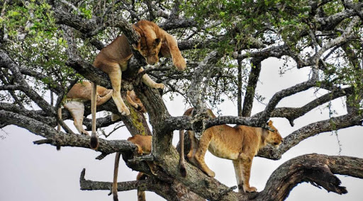 4 Days Lake Manyara & Serengeti Wildlife tour