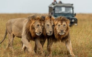 4 Days Serengeti Wildlife Safari