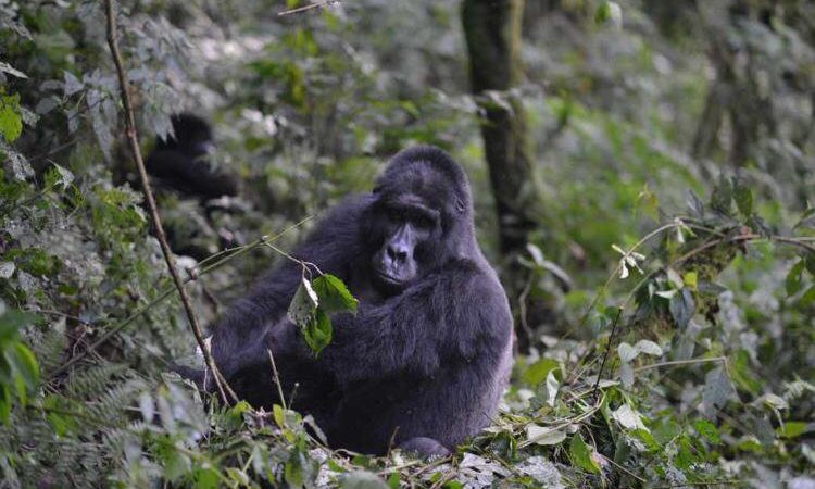 4 Days Uganda Gorilla Trekking & Mt Sabinyo Hike