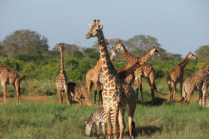 5 Days Amboseli & Tsavo Wildlife Safari