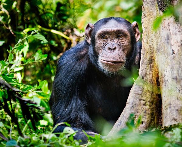 Rules and Regulations of Trekking in Uganda