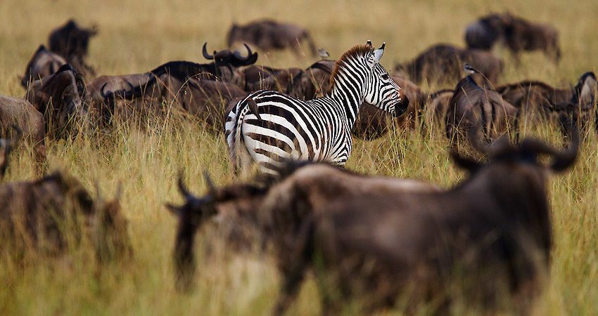 5 Days Serengeti & Ngorongoro Wildlife safari