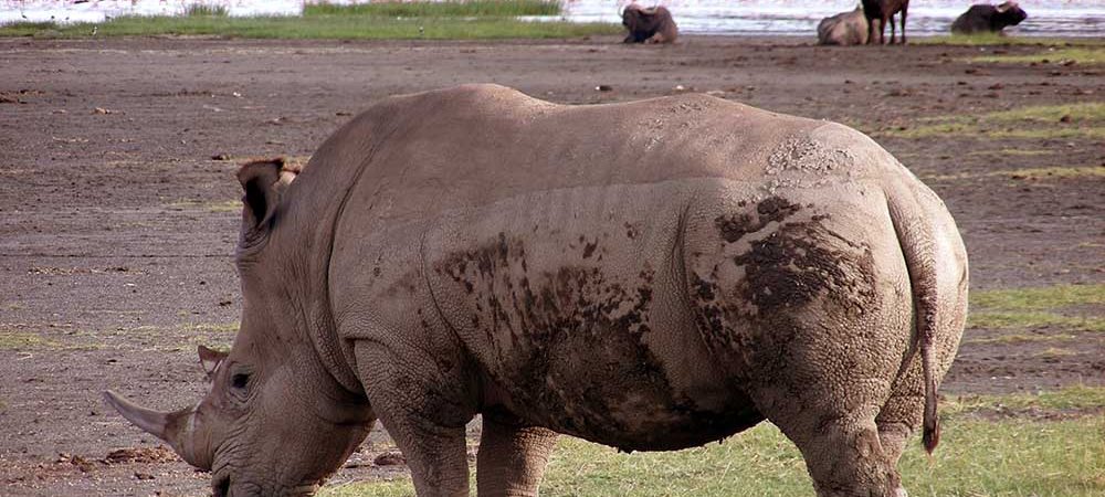 6 Days Tanzania Wildlife Safari