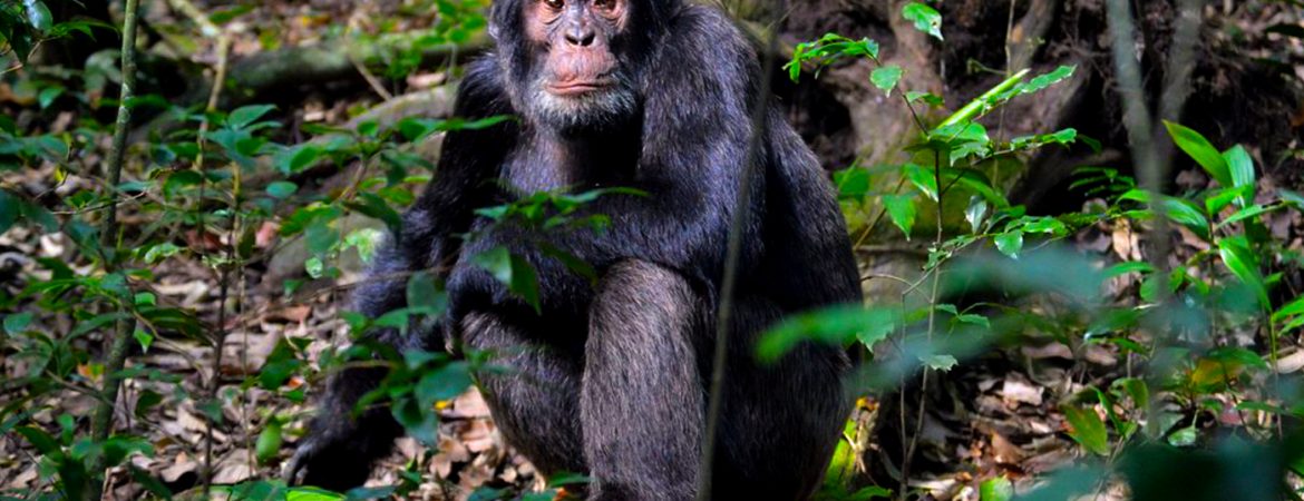 6 Days Uganda Primates Safari