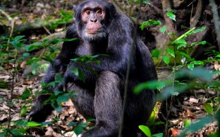 6 Days Uganda Primates Safari