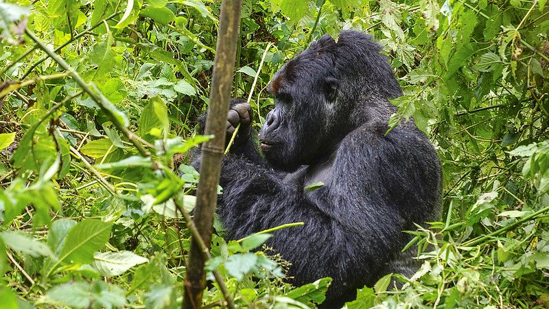 6 Days Uganda Primates Safari