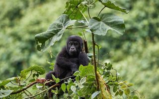 Gorilla Trekking experience