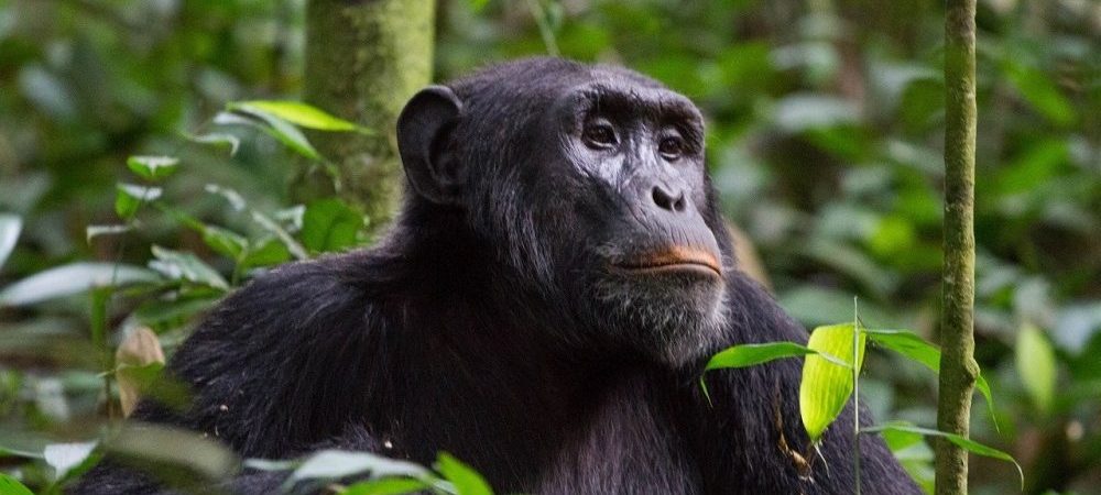Uganda Chimpanzee Trekking Permits 2021-2022