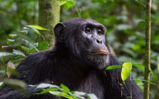 Uganda Chimpanzee Trekking Permits 2021-2022