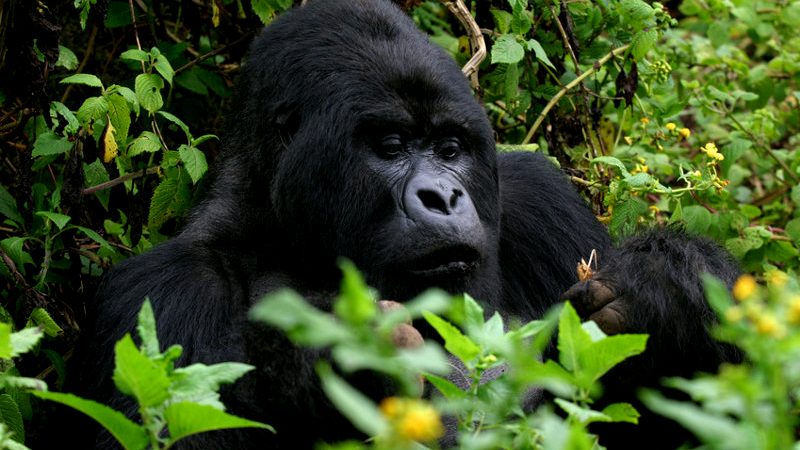 Uganda Gorilla Trekking Guide