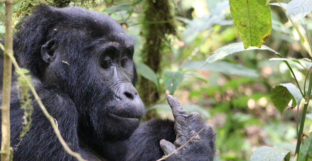 Uganda Gorilla Trekking Guide