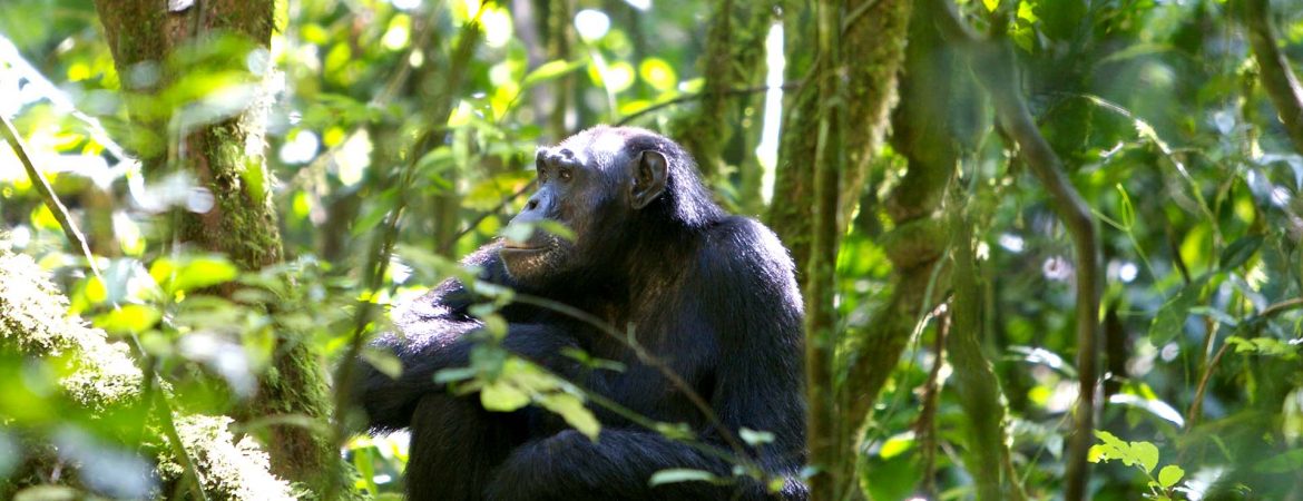 Chimpanzee Trekking Safaris in Uganda 2021-2022
