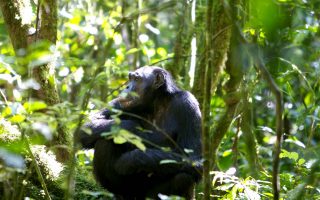 Chimpanzee Trekking Safaris in Uganda 2021-2022