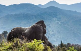 Facts about Volcanoes National Park