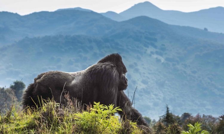 Facts about Volcanoes National Park